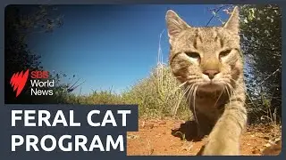 Kangaroo Island's feral cat problem
