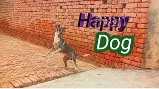 Happy DOG JUMPING
