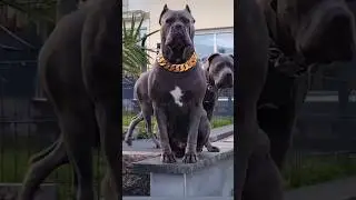 Cane corso barking 🤯 #shorts #canecorso #puppy