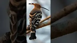 Hoopoes relaxing | Birds #shorts
