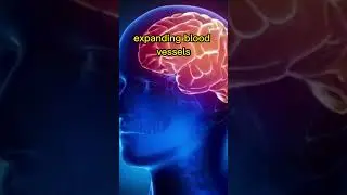 Beetroot- Supports Brain Function