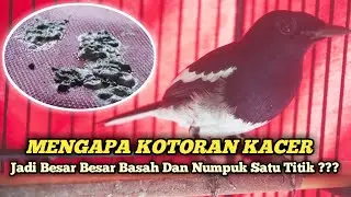 PENYEBAB DAN SOLUSI !!! KOTORAN KACER JADI BESAR BESAR BASAH DAN MENUMPUK SATU TITIK