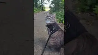 My cat going out for a walk #Shorts