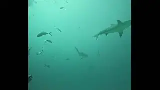 Bullsharks in playa #adventure #bullshark #playadelcarmen