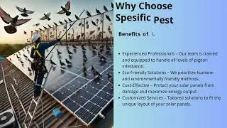 Pigeon Removal for Solar Panels In Melbourne