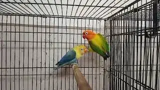 Violet Parblue Opaline x Green Opaline split B1B2 at MS12 Aviary Rawalpindi 