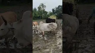Jute transfer system in Bangladesh // Bullock cart video  #farmer