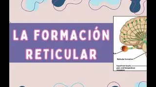 LA FORMACIÓN RETICULAR