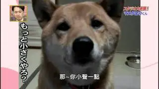 會控制音量的超可愛柴犬(中文字幕版)