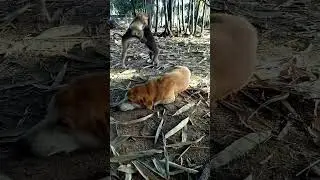 #dogs #monkey #reels #animals #bae3
