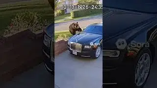 Bear Smashes Rolls-Royce Window on Camera! 🐻💥 | Realistic CCTV Footage #newtrend #shortvideo#viral