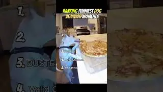 Ranking Funniest Dog Behavior Moments