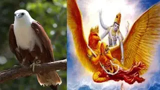 गरूड़ /Brahminy Kite Facts In Hindi / Dogggz and Animals