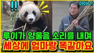  1월 16일 에버랜드 세컨하우스 엄마랑 목소리가 똑같아요 너무 예뻐요 😍 햇살루이 
