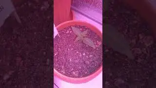 First time home grown, under LED growlight CASTNOO 800watts ..   #cannabis #homegrown #purplekush