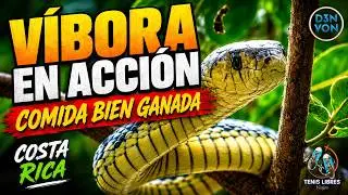 Perezoso ninja, v&iacute;bora en acci&oacute;n y comida bien ganada.