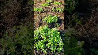 ❄️ Frosty New Year. Cold Hardy Crops. North Florida Zone 9a #allnatural #garden #foodforest