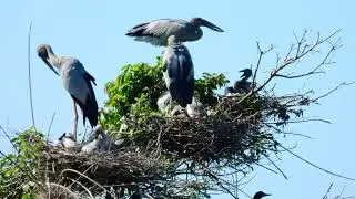 Bird Avian Communities Of Flooded Forest Areas 048