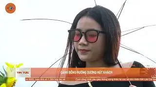 C&Aacute;NH ĐỒNG HƯỚNG DƯƠNG H&Uacute;T KH&Aacute;CH | VTV5
