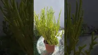 Suculentas. Crassula lycopodioides #shorts