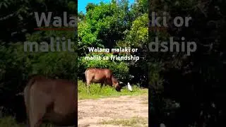 The Main Animals on Grass Island (Tap Mun)are Feral cattle,including brown cattle and water buffalo.