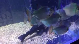 Perfect scales and fins are a sign of fish health