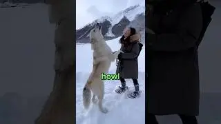 Why do Wolves Howl at the Moon? 😳