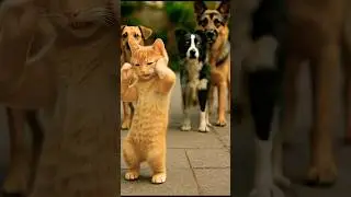 Ritmi duyunca kendini kaybeden kedi 😂  #kedi #fypシ #fyp #dance #dancevideo