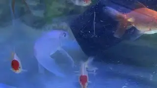 Redcap and goldfish living together