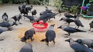 Large numbers of Crows ki natural awaaz | Crow bird unity anger and sound for food &alpha;206
