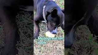 My dog is eating a pear