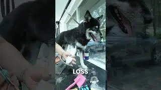 Your Groomer WON'T Tell You This About Double Coats (But I Will)