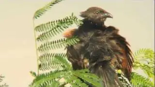 Lesser Coucal HDV.mpg