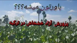 کاشت و برداشت #خشخاش در ترکیه     @variachannel ​