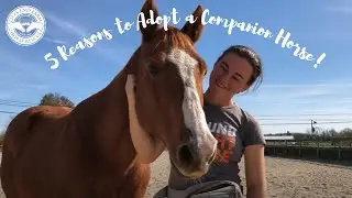 5 Reasons to Adopt a Companion Horse | Life on the Farm, episode 22