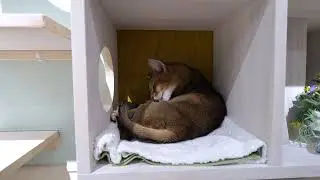 Абиссинский кот Маron ухаживает за собой