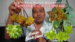 BEGINI CARA MENIKMATI BUAH TAMPANG SUSU/LIMPATO YANG BIKIN AUTO KETAGIHAN