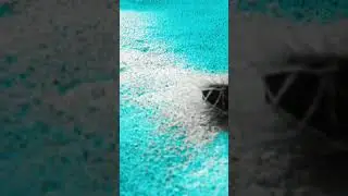 #roughfileclam #littlecayman #bloodybaymarinepark #underwaterworld #short