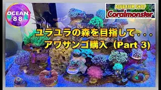【海水魚水槽・サンゴ水槽】　アワサンゴ購入（Part 3）ユラユラの森を目指して... コーラルモンスター（Coralmonster)マリンアクアリウム