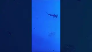 Hammerhead Shark Has Super Vision #wildlife #nature#shark #hammerheadshark  #documentary