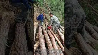 Chainsaw Action 🪚 Timber Cutting