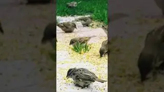 BIRDWATCHER'S PARADISE!⚘ #shorts #birds #BirdWatching #BirdLovers #NatureSoundscape #birds