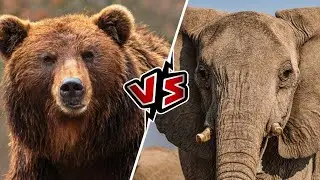 Bear vs Elephant Fight Comparison || Who Would Win || Elephant vs Bear Fight for the Best.