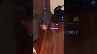 @wallaceadventures18: This episode of Bluey is called Wallace! #cat  #catlover #kitty