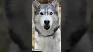 Ayla the Husky Talks About Our New Videos 🐾 | Life With Huskies