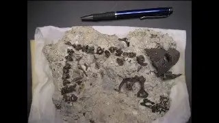 Permian Reptile Fossil for Sale | Captorhinus aguti | Fossil Reptile from Oklahoma
