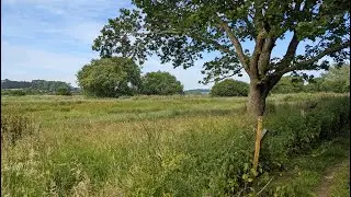 Along The River Yar at HIWWT's Sandown Meadows Nature Reserve, Isle of Wight - June 2022