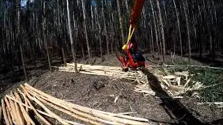 SP 661 E debarking eucalyptus October 2018