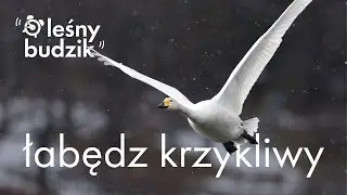 Leśny budzik - Budzik Łabędź Krzykliwy
