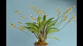 Обзор орхидеи Masdevallia pachyura.